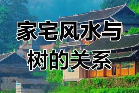 房子各个方位栽树好吗风水