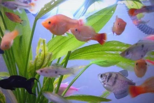 风水颜色_养鱼禁忌的颜色