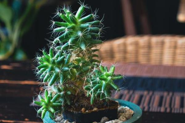 玄关摆放植物有什么风水讲究