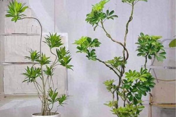 玄关摆放植物有什么风水讲究