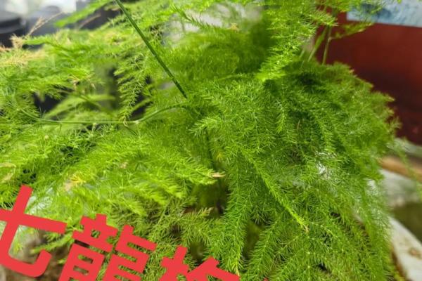 风水价值，为啥家里不能养文竹