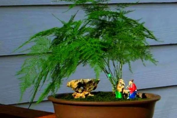 风水价值，为啥家里不能养文竹