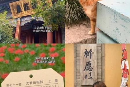 观音灵签欲借桂树