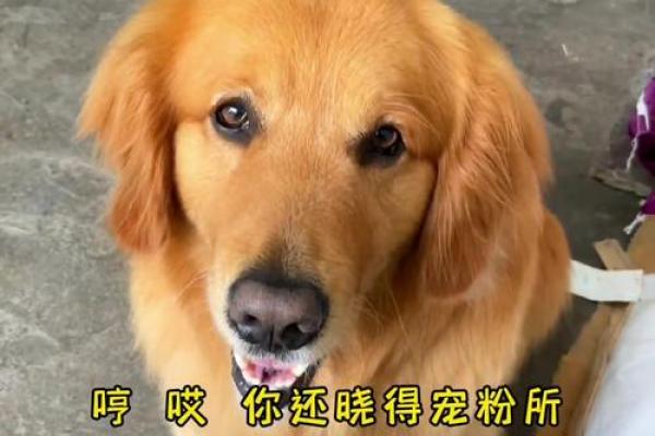白眼狼八字 你是否遇见了一个白眼狼