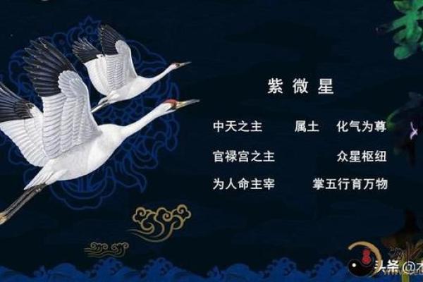 高人汇紫薇斗数