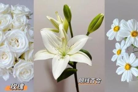 算命说的白花
