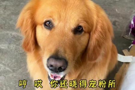 白眼狼八字 你是否遇见了一个白眼狼