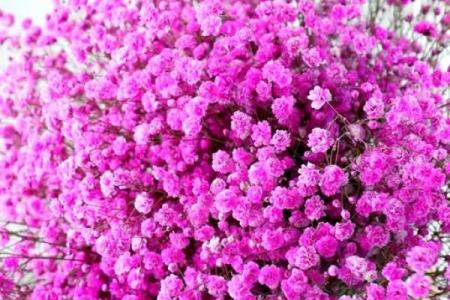 花类百科：和满天星很像的花都有哪些