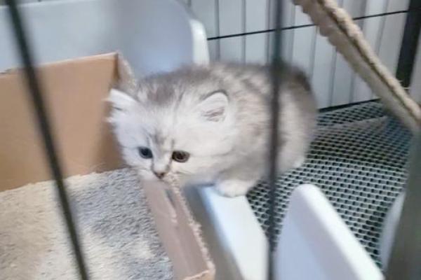 怎么给公猫姓名配对呢图片 怎么给公猫取名字好听？