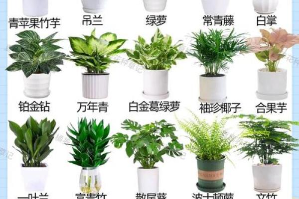 如何通过养植物改善室内风水