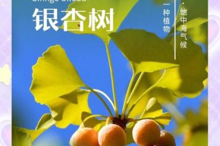 银杏树种在什么方位比较好