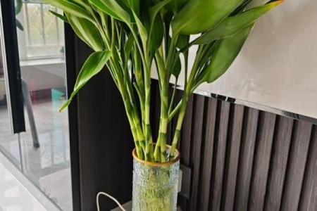 如何避免富贵竹风水禁忌影响财富进入