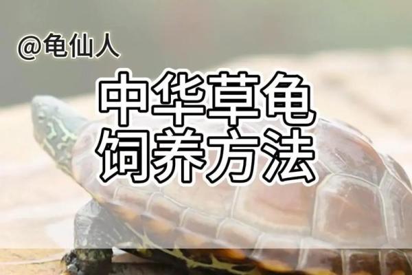 家里养乌龟需注意哪些风水问题