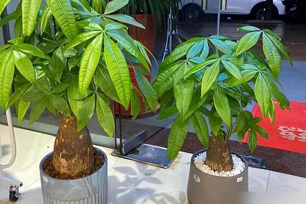 买了“发财树”，别把方位摆错