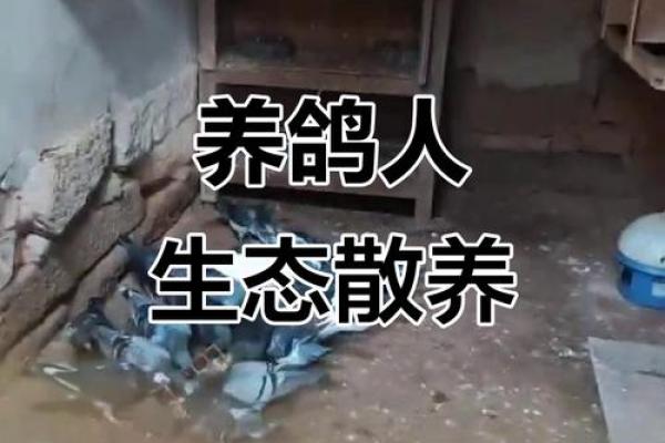 养鸽子与风水家庭和谐的源泉