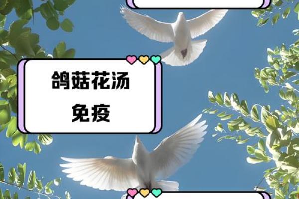 养鸽子与风水家庭和谐的源泉
