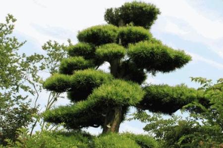 四大镇宅之树是哪四款风水树