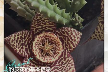 豹风水