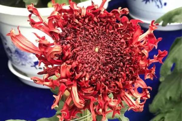 天后灵签陶渊明赏菊解签