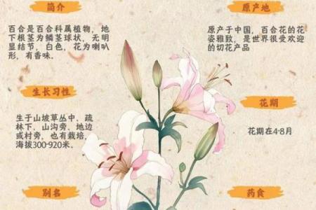 百合姓名配对 名字百合的意思？