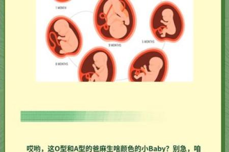血型优质宝宝从小培养起