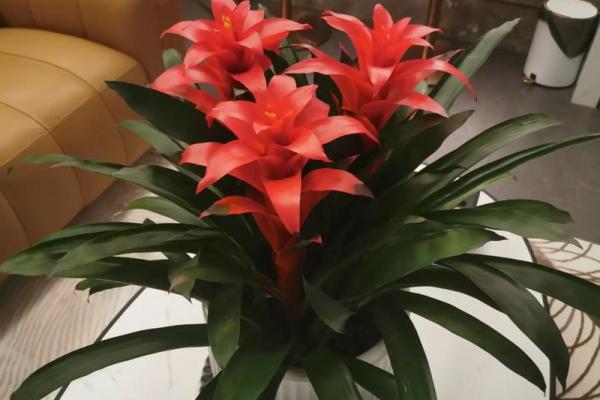 办公室摆放什么花可以招财风水