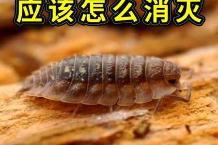 家里风水_家里突然出现多个潮虫是什么征兆