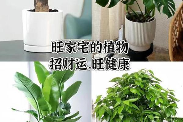 房子里栽什么树苗好风水