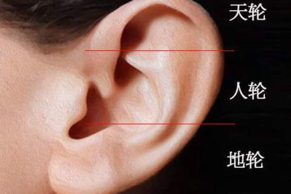 女人耳朵看相算命