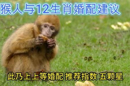 属猴男和什么属相配对