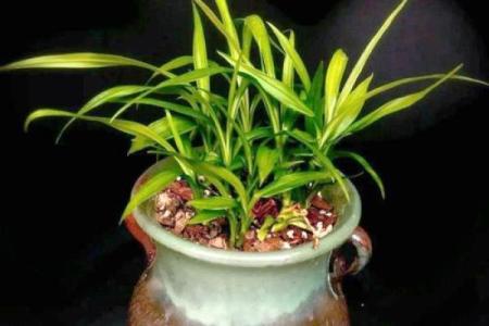 有哪些植物可以改变风水呢？