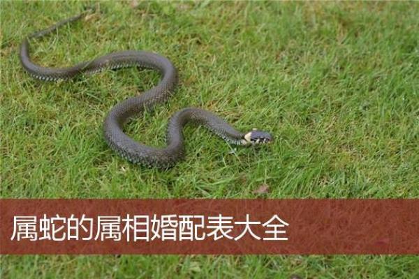 属蛇的人和哪些生肖最为配对