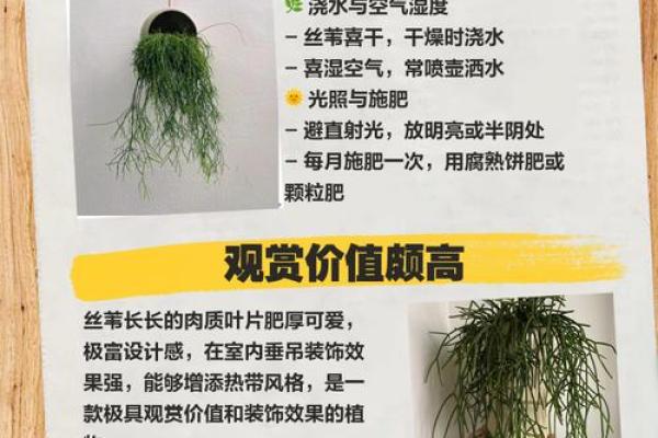 芦苇风水讲解