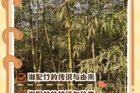 湘妃竹风水