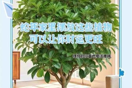 这几类家居风水，容易招野桃花