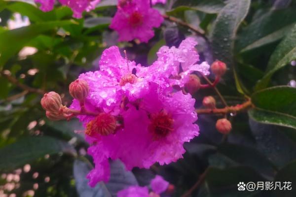 紫薇斗数大花