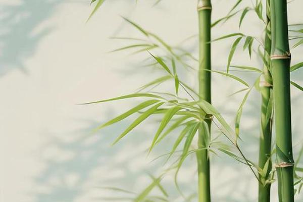房子里生竹子好吗风水