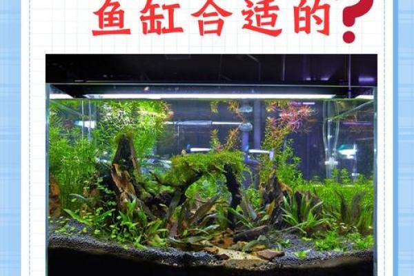 风水金命的人可以养鱼吗可以增加财富吗