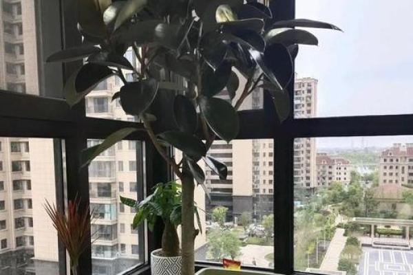 横财风水：财位适宜摆放的花卉