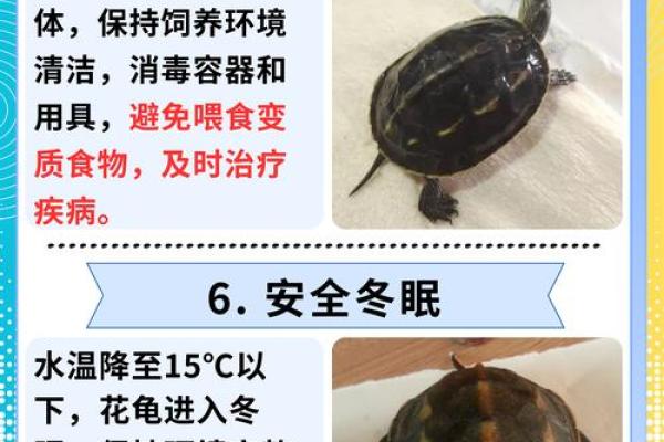 什么人不能养龟风水与属相禁忌化解