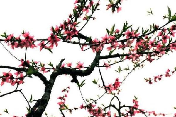 八字桃花