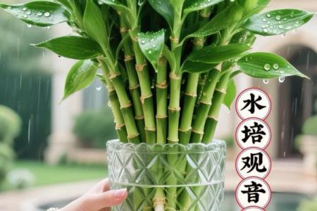 观音竹摆放禁忌是什么 观音竹摆放有哪些禁忌