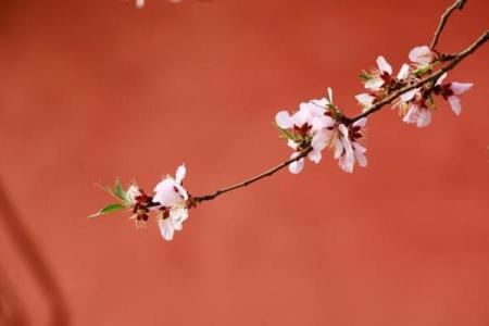 八字桃花