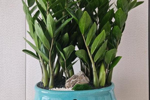 金钱树：客厅风水中最招财的植物之一