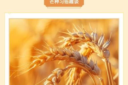 芒种前出生好还是芒种后 2024年芒种出生人的八字