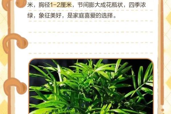平安竹的风水作用