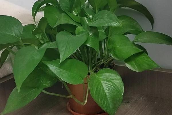 沈阳房子风水植物有哪些