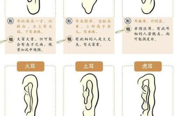 风水面相耳朵垂大的人代表有福气吗