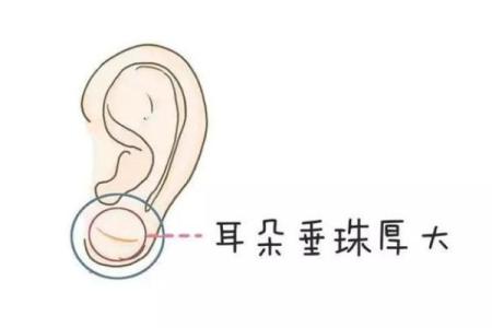 风水面相耳朵垂大的人代表有福气吗