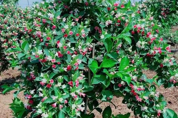 五彩锦带风水